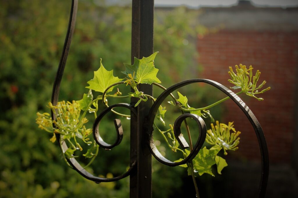 plant, plant guide, nature, leaf, yard