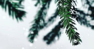 Detailed view of a snow-dusted evergreen branch, capturing the essence of winter.